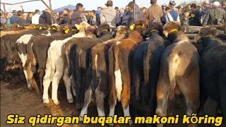 Shahidon mol bozori yosh buqalar narhlari 3.10.2023yil Admin +99833.781.14.04