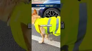 Умная собачка