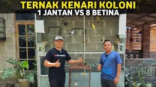 SEDERHANA TAPI BERHASIL‼️TERNAK KENARI KOLONI AVIARY LUAR RUANGAN