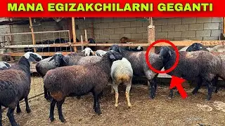 GEGANT BOGOZ SOVLIQLAR VA EGIZAKCHILAR KELDI