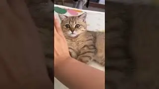 Fun With my kitty 🐈 | Beautiful Cats | Humpty Hobbies