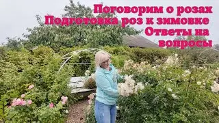 🌹Поговорим о розах.Подготовка роз к зимовке❄️. Ответы на вопросы.