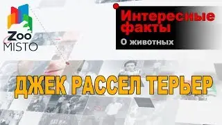 Джек Рассел Терьер - Интересные факты о породе