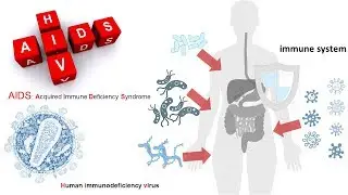 HIV virus life cycle and its entry in the host cell