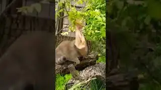 Бумажный пакет ,-манулу Тимофею не противник)))