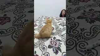 Abkara Tasykurun - Kucing oren tasya main dikasur lucu