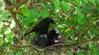 Racket-tailed treepie bird Feed the baby in the nest well (EP27) Racket-tailed treepie bird