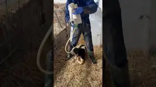 Milk probe. Automatic cow milking machine | Technologies of the future 2023