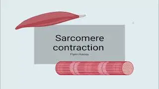 Sarcomere contraction