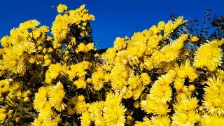 Осінні квіти в саду, ракети в небі...Що квітне, а що вже померзло