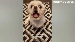 Funniest Animals new Video Funny Dogs And Cats Try Not To Laugh Animals 2023😍😍😍🤪🤪🤪🤣🤣🤣🤣🤣