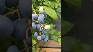 Ягоды голубики Дюк