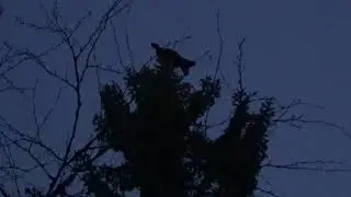 ГЛУХАРИНЫЙ ТОК / КАК НАЙТИ ТОК ГЛУХАРЯ / ГЛУХАРЬ НА ТОКУ / ВИДЕО ОХОТА НА ГЛУХАРЯ