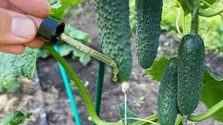 8 drops and Ogurtsov grows immeasurably! Cucumbers come to life, turn green again and bear