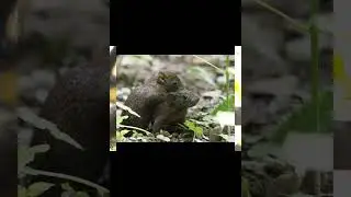 Краснобрюхая белка