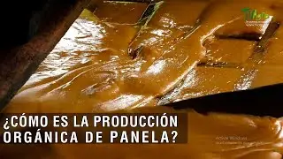 Cómo es la producción orgánica de panela - TvAgro por Juan Gonzalo Angel Restrepo