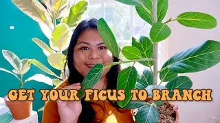 HOW to get your FICUS plant to BRANCH in UNDER 3 months! with updates and real results!