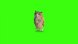 Green screen 🦉 Owl | Footage | Video background | Download |№241