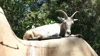 Desert Bighorn Sheep LA Zoo Los Angeles California USA August 16, 2024 Conservation Summer Heatwave