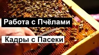 Пасека # 70 Весенний Денёк,Работа с пчёлами, Проверка Камеры | Пчеловодство для начинающих