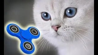 CATS AND FIDGET SPINNER!