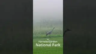 Amazing Morning - photography in fog in a Swedish national park