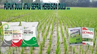 PUPUK DAHULU ATAU SEPRAI HERBISIDA DAHULU