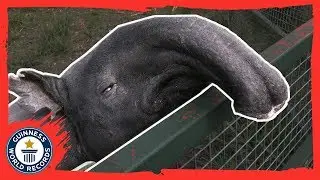 Kingut: The oldest tapir in the world! - Guinness World Records