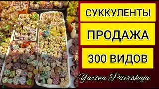 Суккуленты. Продажа август-сентябрь.300 видов.