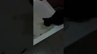 кот и краснаперка