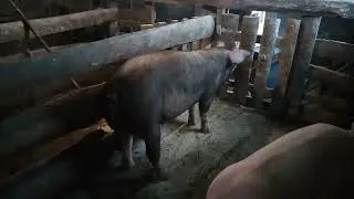 Привезли ячмень. Поросенок стал хряком. Тоскаем зерно.