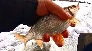 ОНА ТЕРЯЕТ ГОЛОВУ ОТ МЕДУЗЫ ! БЕЗМОТЫЛКА НА ПЛОТВУ ! Зимняя рыбалка 2022 .