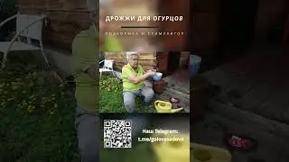 Дрожжи для огурцов. Подкормка и стимулятор. #shorts