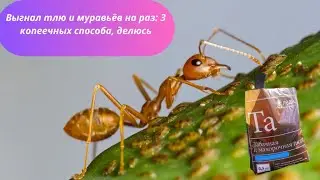 Выгнал тлю и муравьёв на раз:  без химии  копеечных способа, делюсь