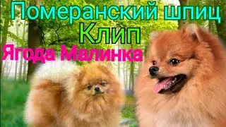 Померанский шпиц|Клип|Ягода Малинка