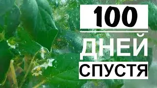 #3 Вечный террариум через 100 дней / Что это за растение?? / Mr.GrowChannel
