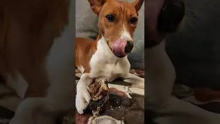 Жрёшь? Жру! Очень вкусно #собака #питомцы #юмор #приколы #приколысживотными #смех #еда #диета #ужин