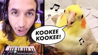 The Kiffness x Ginger the Cockatiel - Kookee Kookee (CLUB ANTHEM)