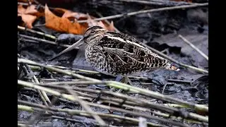 Common Snipe Gallinago gallinago feeding on a December day