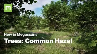 Whats new in Megascans? Ep. 11 | Trees Special