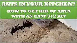 Inexpensive Way to Get Ants Out of Your House