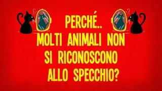 Perché molti animali non si riconoscono allo specchio?