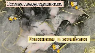 Осмотр гнезда крольчихи. Изменения в хозяйстве. Мои мясные кролики #кролики  #кролики_разведение