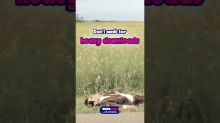 Play FreeFire Instantly! 