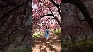 Peak bloom is here! These are the Kwanzan Cherry Blossoms in Central Park’s Bridle Path