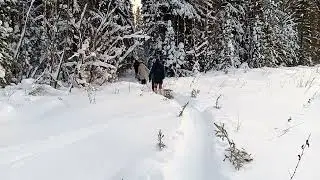 В лес..