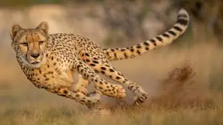 Fastest On Land: The Cheetah’s Thrilling Chase! 🐆 #wildlife #nature #animals