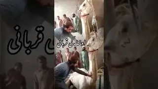 Qurbani - Hafiz Saad Hussain Rizvi #shorts