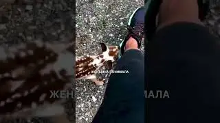 Спасение олененка 🥺😍 