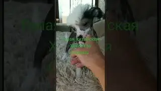 Голая китайская хохлатая собачка.